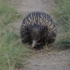 Tachyglossus aculeatus at Greenway, ACT - 10 Jan 2016 07:41 PM