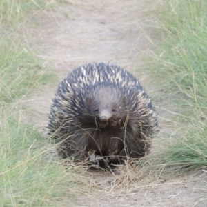 Tachyglossus aculeatus at Greenway, ACT - 10 Jan 2016 07:41 PM