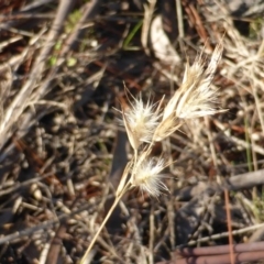 Rytidosperma sp. (Wallaby Grass) at Jerrabomberra, ACT - 15 Jun 2016 by Mike