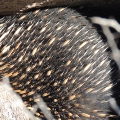 Tachyglossus aculeatus (Short-beaked Echidna) at Rob Roy Range - 30 Aug 2014 by michaelb