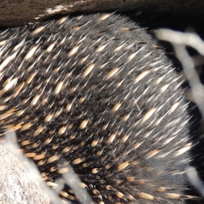 Tachyglossus aculeatus (Short-beaked Echidna) at Conder, ACT - 30 Aug 2014 by michaelb