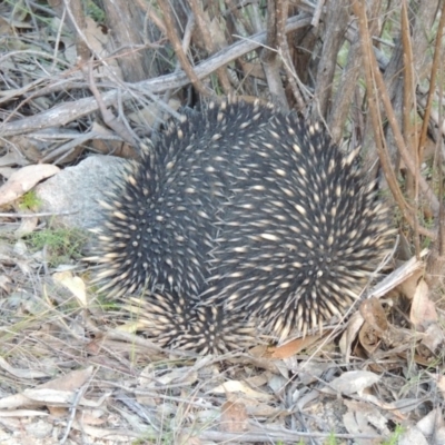 Tachyglossus aculeatus (Short-beaked Echidna) at Rob Roy Range - 30 Aug 2014 by michaelb