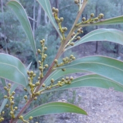 Acacia rubida (Red-stemmed Wattle, Red-leaved Wattle) at Cotter River, ACT - 13 Jun 2016 by Mike