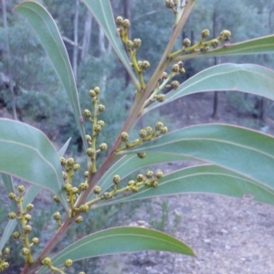 Acacia rubida at Cotter River, ACT - 13 Jun 2016