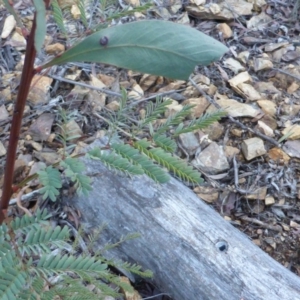 Acacia rubida at Cotter River, ACT - 13 Jun 2016
