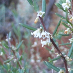 Monotoca scoparia at Cotter River, ACT - 13 Jun 2016 04:49 PM