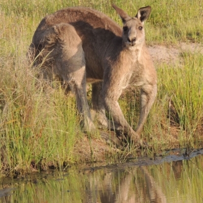 Macropus giganteus (Eastern Grey Kangaroo) at Bonython, ACT - 25 Oct 2015 by michaelb