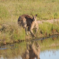 Macropus giganteus at Bonython, ACT - 25 Oct 2015 06:36 PM