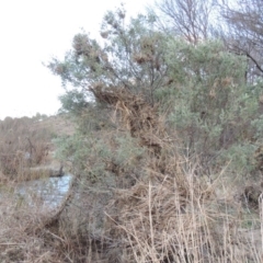 Acacia dealbata (Silver Wattle) at Paddys River, ACT - 11 Jun 2016 by michaelb