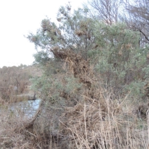 Acacia dealbata at Paddys River, ACT - 11 Jun 2016