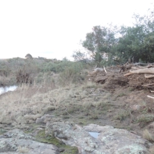 Acacia dealbata at Paddys River, ACT - 11 Jun 2016