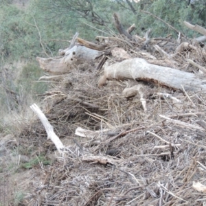 Acacia dealbata at Paddys River, ACT - 11 Jun 2016