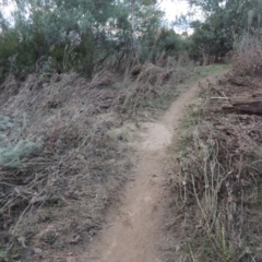 Acacia dealbata at Paddys River, ACT - 11 Jun 2016