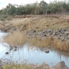 Phragmites australis at Gordon, ACT - 11 Jun 2016