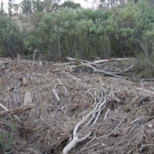 Acacia rubida at Paddys River, ACT - 11 Jun 2016