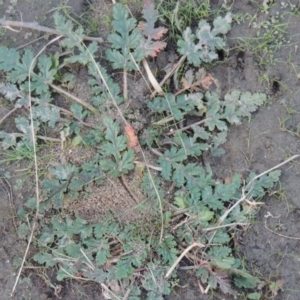 Erodium botrys at Paddys River, ACT - 11 Jun 2016