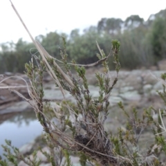 Calytrix tetragona (Common Fringe-myrtle) at Paddys River, ACT - 11 Jun 2016 by michaelb