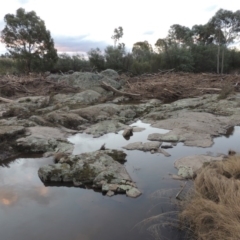 Calytrix tetragona at Paddys River, ACT - 11 Jun 2016