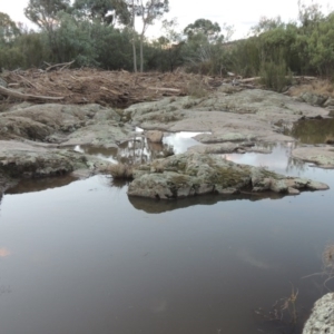 Calytrix tetragona at Paddys River, ACT - 11 Jun 2016