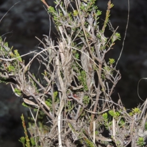 Calytrix tetragona at Pine Island to Point Hut - 11 Jun 2016 06:38 PM