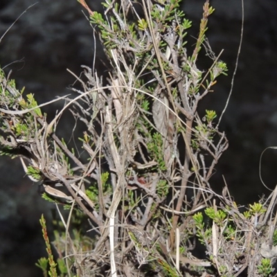 Calytrix tetragona (Common Fringe-myrtle) at Pine Island to Point Hut - 11 Jun 2016 by MichaelBedingfield