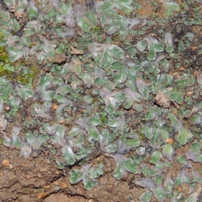 Riccia cartilaginosa (Liverwort) at Paddys River, ACT - 11 Jun 2016 by michaelb