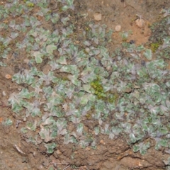 Riccia cartilaginosa at Paddys River, ACT - 11 Jun 2016 06:34 PM