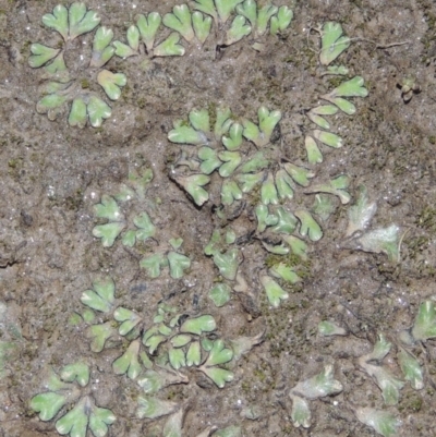 Riccia inflexa (Liverwort) at Pine Island to Point Hut - 11 Jun 2016 by MichaelBedingfield