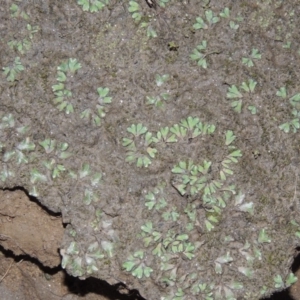 Riccia inflexa at Pine Island to Point Hut - 11 Jun 2016 06:39 PM