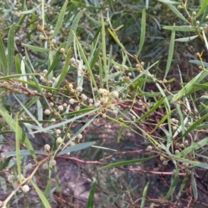 Acacia verniciflua at Paddys River, ACT - 16 Jun 2016