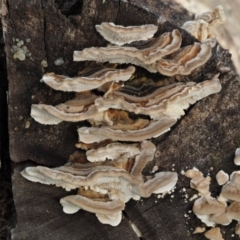 Trametes versicolor (Turkey Tail) at Paddys River, ACT - 9 Jun 2016 by KenT