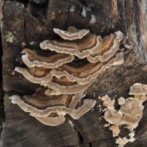 Trametes versicolor at Paddys River, ACT - 10 Jun 2016 08:34 AM