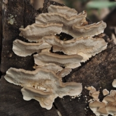 Trametes versicolor at Paddys River, ACT - 10 Jun 2016