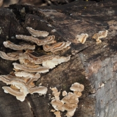 Trametes versicolor at Paddys River, ACT - 10 Jun 2016