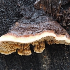 Gloeophyllum at Paddys River, ACT - 10 Jun 2016