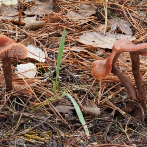 Laccaria sp. at Paddys River, ACT - 10 Jun 2016