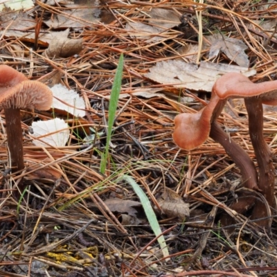 Laccaria sp. (Laccaria) at Paddys River, ACT - 9 Jun 2016 by KenT