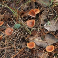 Laccaria sp. at Paddys River, ACT - 10 Jun 2016