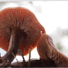 Laccaria sp. at Paddys River, ACT - 10 Jun 2016