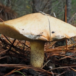 Suillus granulatus at Paddys River, ACT - 10 Jun 2016 09:12 AM