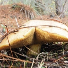 Suillus granulatus at Paddys River, ACT - 10 Jun 2016 09:12 AM