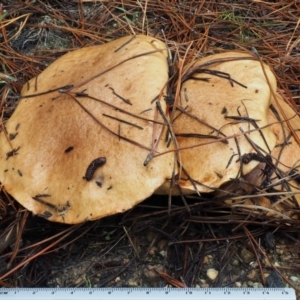 Suillus granulatus at Paddys River, ACT - 10 Jun 2016 09:12 AM