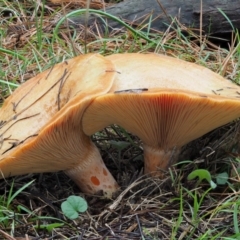 Lactarius deliciosus (Saffron Milkcap) at Paddys River, ACT - 10 Jun 2016 by KenT