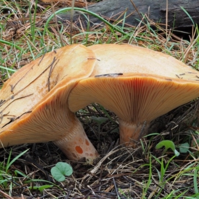 Lactarius deliciosus (Saffron Milkcap) at Paddys River, ACT - 10 Jun 2016 by KenT