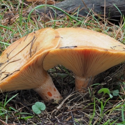 Lactarius deliciosus (Saffron Milkcap) at Paddys River, ACT - 9 Jun 2016 by KenT