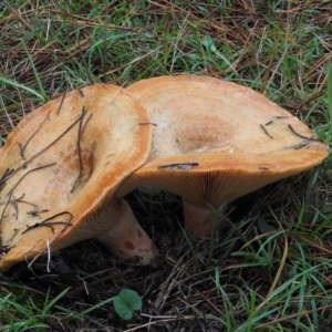 Lactarius deliciosus at Paddys River, ACT - 10 Jun 2016