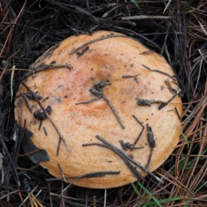 Lactarius deliciosus at Paddys River, ACT - 10 Jun 2016