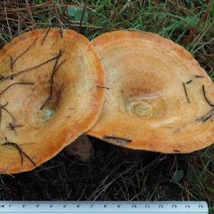 Lactarius deliciosus at Paddys River, ACT - 10 Jun 2016