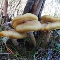 Armillaria luteobubalina (Australian Honey Fungus) at Paddys River, ACT - 10 Jun 2016 by KenT