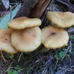 Armillaria luteobubalina at Paddys River, ACT - 10 Jun 2016 11:02 AM